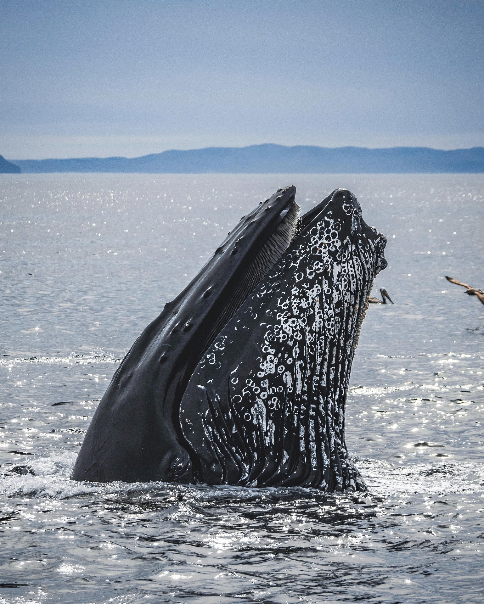 Humpback whale surfacing in the Arctic fjords near Tromsø, Norway