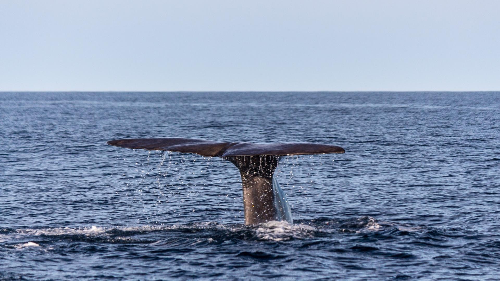 Whale fluke diving on an Arctic whale-watching cruise from Tromsø, Norway